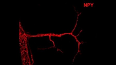 Estudo publicado na Nature revela novo fator envolvido no controle do gasto calórico – Fapesp Notícias