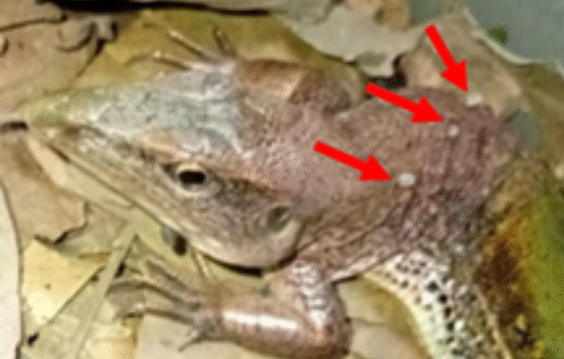 Inédito: Cientistas do Pará registram, pela primeira vez, carrapato específico em lagarto comum da Amazônia